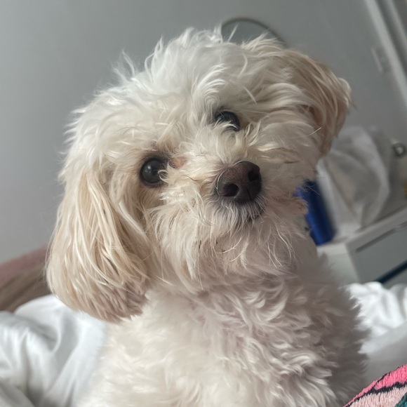 Meet your Posher, Emily - Picture 5 of 5